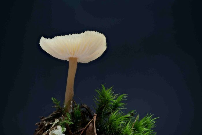 Clitocybe fragrans – Langstieliger Duft-Trichterling, ein adulter Fruchtkörpers