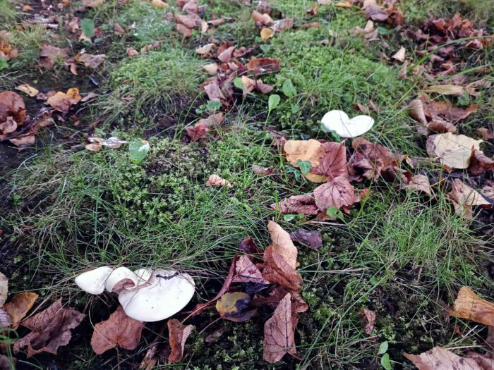 Clitopilus prunulus – Mehl-Räsling, meist wachsen die Fruchtkörper in kleinen Gruppen