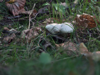Clitopilus prunulus – Mehl-Räsling, die kleinen Pilze werden bis 4,5 cm groß