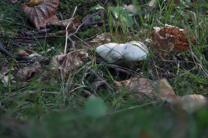 Clitopilus prunulus – Mehl-Räsling, die kleinen Pilze werden bis 4,5 cm groß