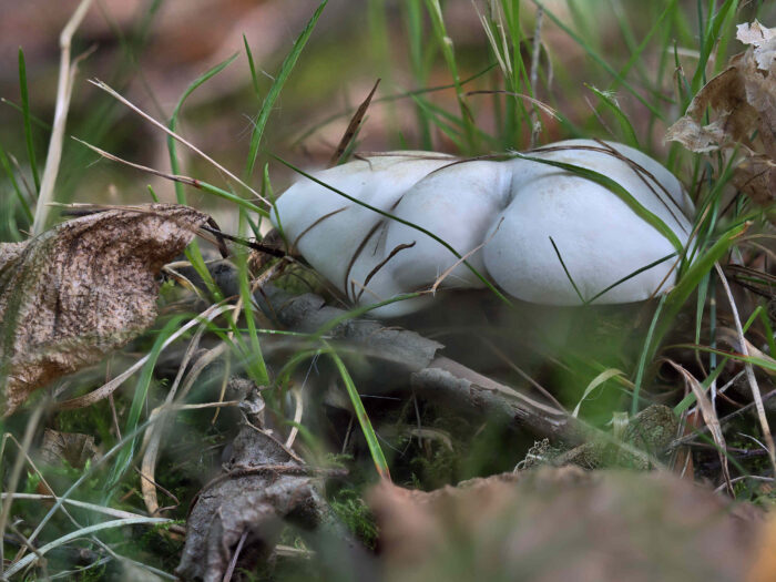 Clitopilus prunulus – Mehl-Räsling, Pilze im Gras