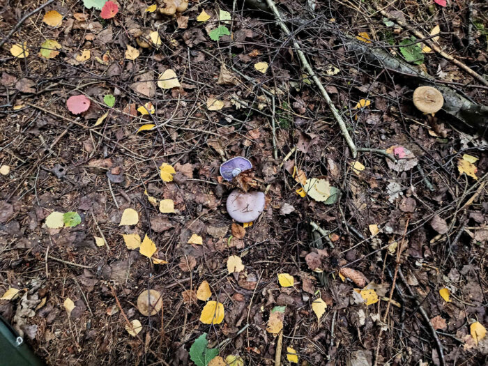 Collybia nuda – Violetter Rötelritterling, Fund im Herbstwald