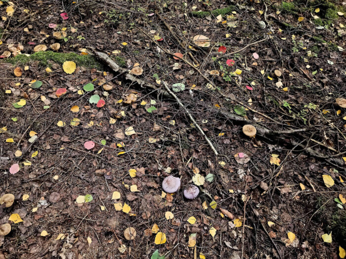 Collybia nuda – Violetter Rötelritterling, Fundort mit diversen, braunen Milchlingen