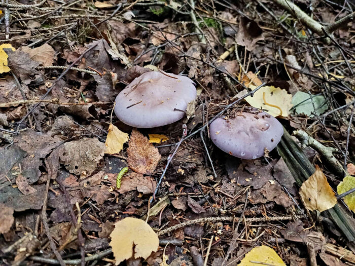 Collybia nuda – Violetter Rötelritterling, den leicht süßlichen Geschmack der Speisepilze mag nicht jeder