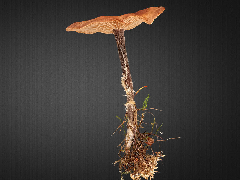 Collybiopsis peronata – Brennender Rübling