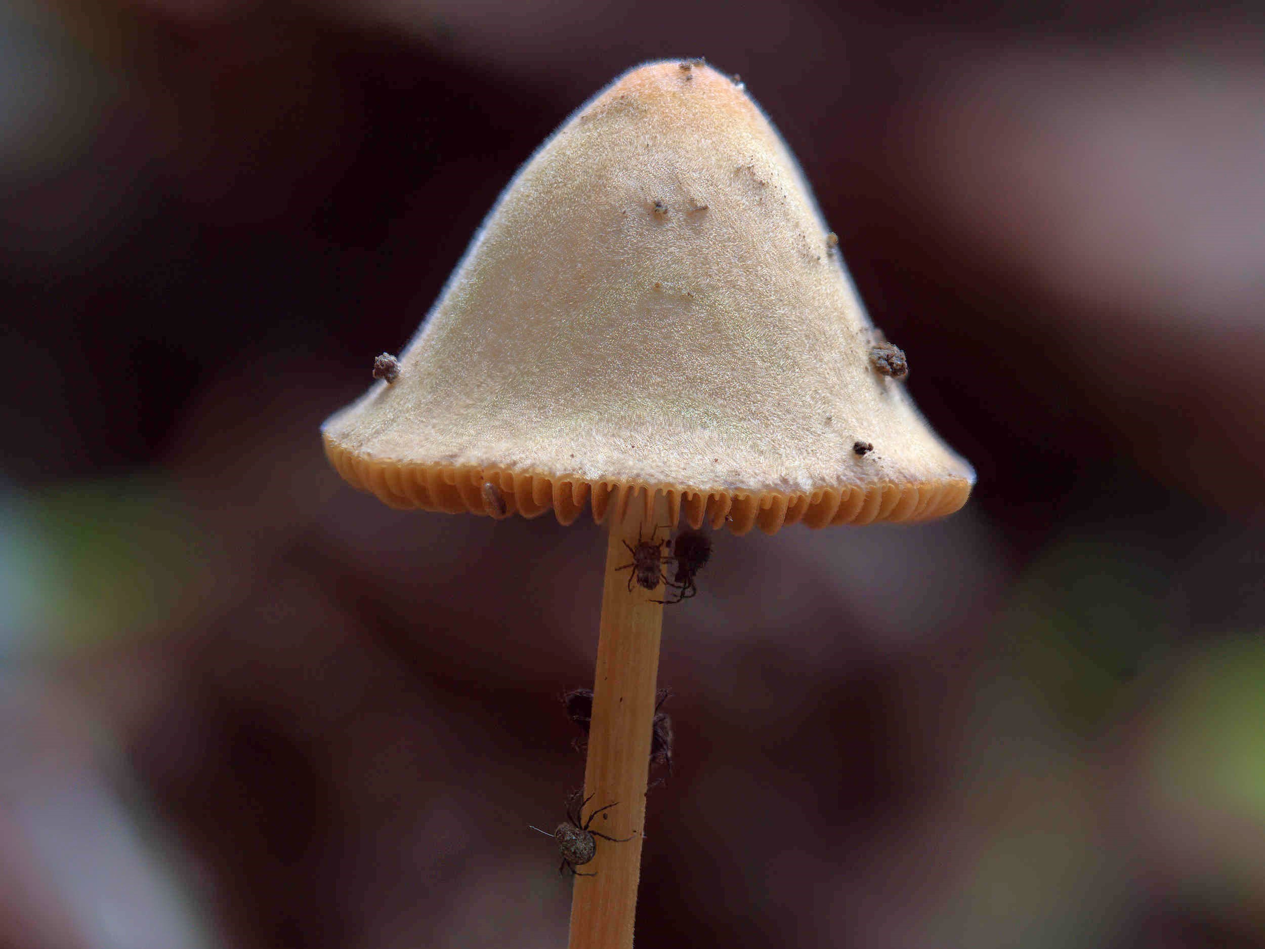 Conocybe tenera – Roststieliges Samthäubchen, Pilzschule-Vogtland