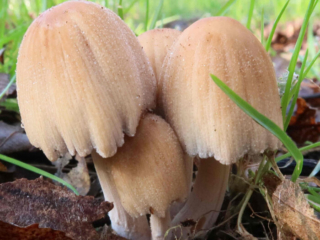 Coprinellus micaceus – Gemeiner Glimmertintling, Makroaufnahme der Hüte