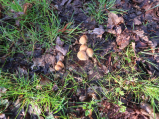Coprinellus micaceus – Gemeiner Glimmertintling, im Gras unter Laubbäumen