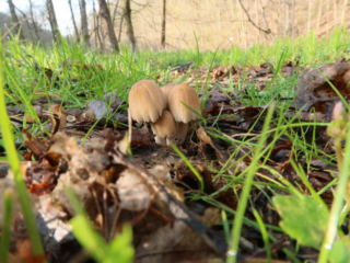 Coprinellus micaceus – Gemeiner Glimmertintling, frisch gewachsen Gruppe in bestem Zustand