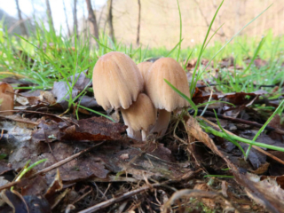 Coprinellus micaceus – Gemeiner Glimmertintling, die Hüte sind mit „Glimmer“ bestreut