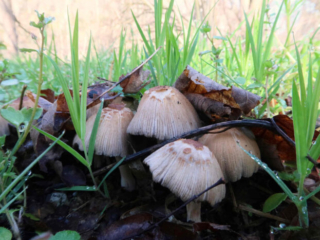 Coprinellus micaceus – Gemeiner Glimmertintling, die Hutränder beginnen schon sich aufzulösen