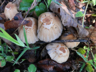 Coprinellus micaceus – Gemeiner Glimmertintling, ausgewachsene Exemplare