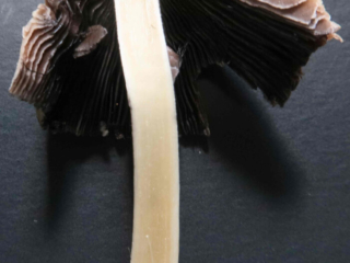 Coprinellus micaceus – Gemeiner Glimmertintling, Schnittbild