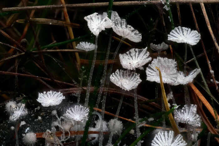 Coprinopsis stercorea – Struppiger Misttintling, Makroaufnahme dieser 4mm großen Pilze