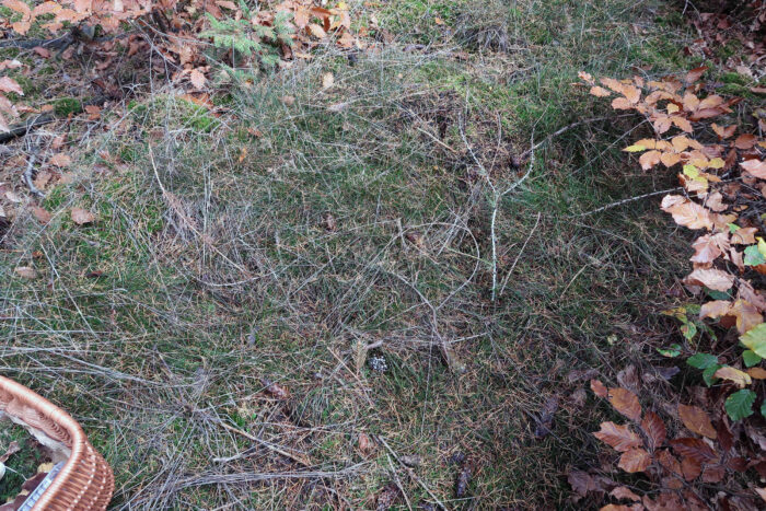 Coprinopsis stercorea – Struppiger Misttintling, diese Pilze wachsen auf Dung von Pflanzenfressern