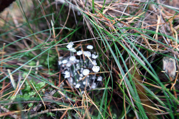 Coprinopsis stercorea – Struppiger Misttintling, man erkennt den dunklen Dunghaufen, darauf wachsen diese Pilze