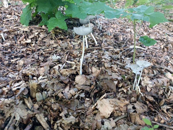 Coprinopsis lagopus – Hasenpfote, ausgewachsene Pilze auf Holzhäcksel in einer Parkanlage