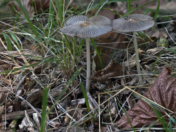 Coprinopsis lagopus – Hasenpfote, 2 ausgewachsene Exemplare