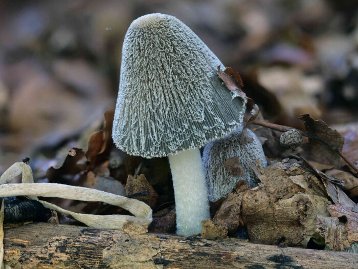 Coprinopsis lagopus – Hasenpfote, die samtige Behaarung ist namensgebend