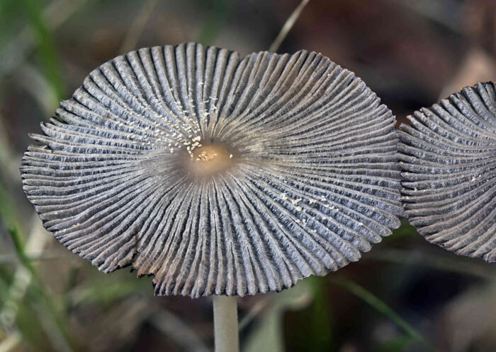 Coprinopsis lagopus – Hasenpfote, aufgeschirmtes Exemplar