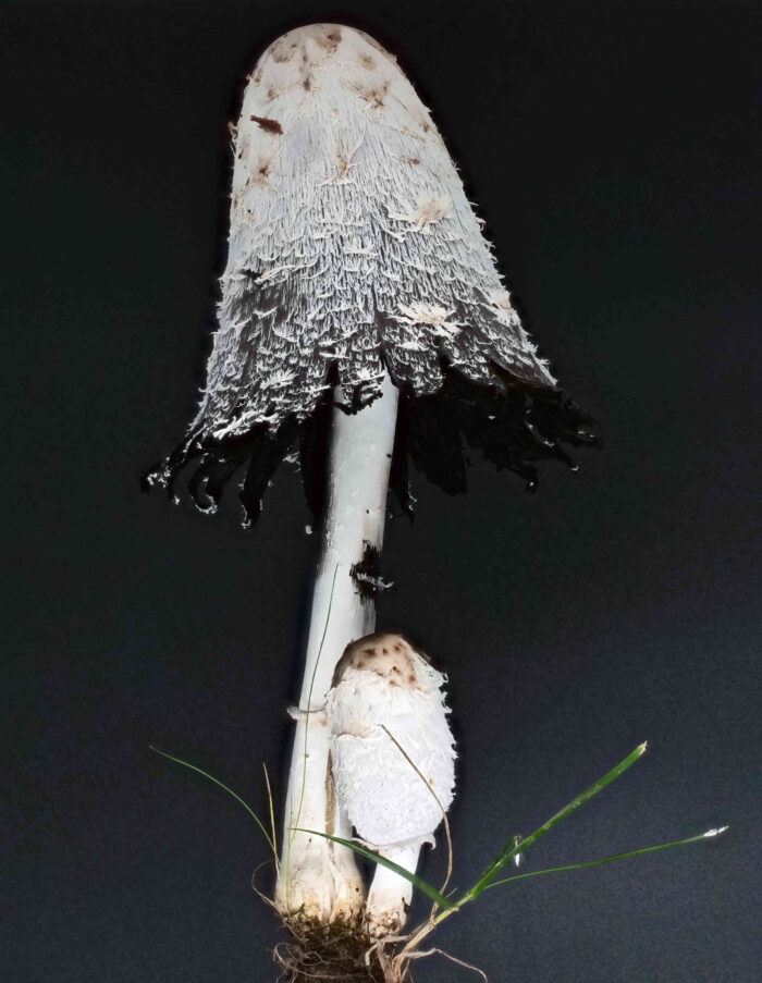 Coprinus comatus – Schopf-Tintling, der Pilz zerfließt zu „Tinte“