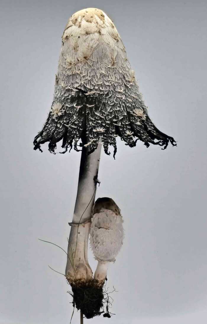 Coprinus comatus – Schopf-Tintling, zerfließender Pilz am Tag 2