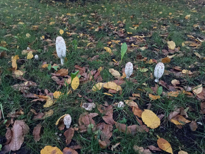 Coprinus comatus – Schopf-Tintling, meist wachsen die Fruchtkörper in Gruppen