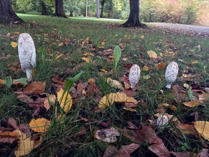 Coprinus comatus – Schopf-Tintling, Fundort auf einer Wiese in einer Parkanlage