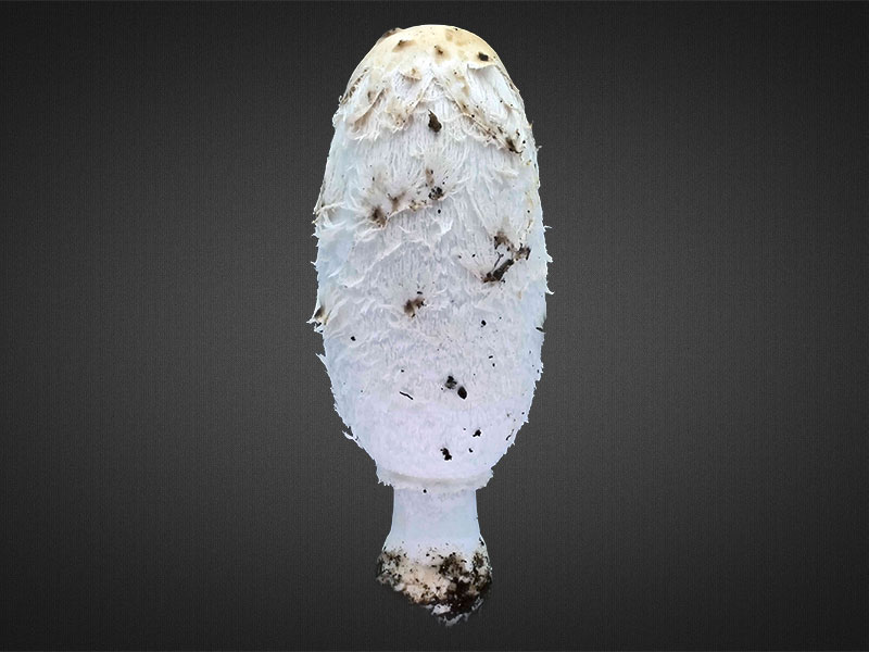 Coprinus comatus – Schopf-Tintling