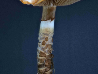 Cortinarius trivialis – Natternstieliger Schleimfuß, Studioaufnahme