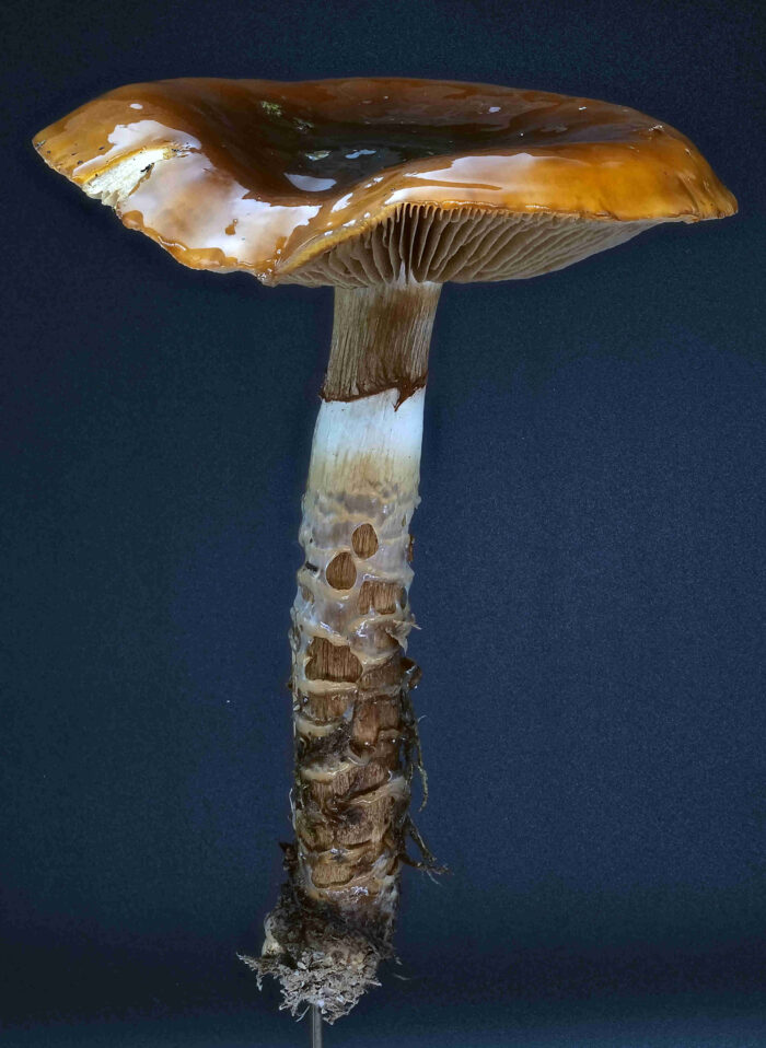 Cortinarius trivialis – Natternstieliger Schleimfuß, Studioaufnahme