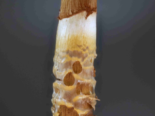 Cortinarius trivialis – Natternstieliger Schleimfuß, der namensgebende, genatterte Stiel