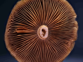 Cortinarius trivialis – Natternstieliger Schleimfuß, Blick in die Lamellen