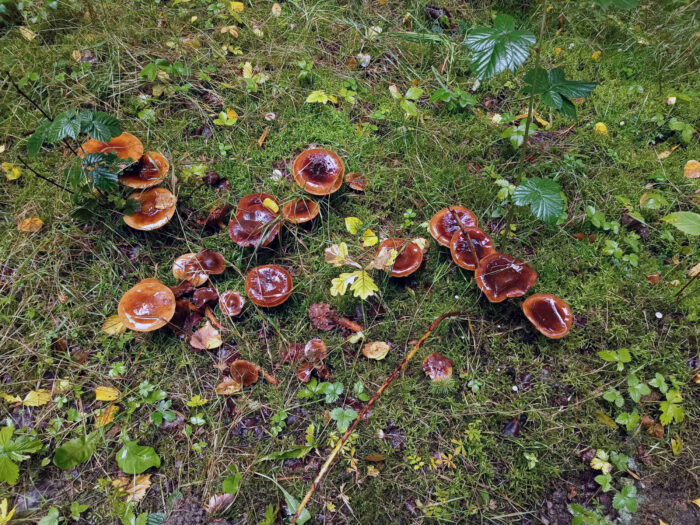 Cortinarius trivialis – Natternstieliger Schleimfuß, bei feuchter Witterung sind die Hüte sehr schleimig