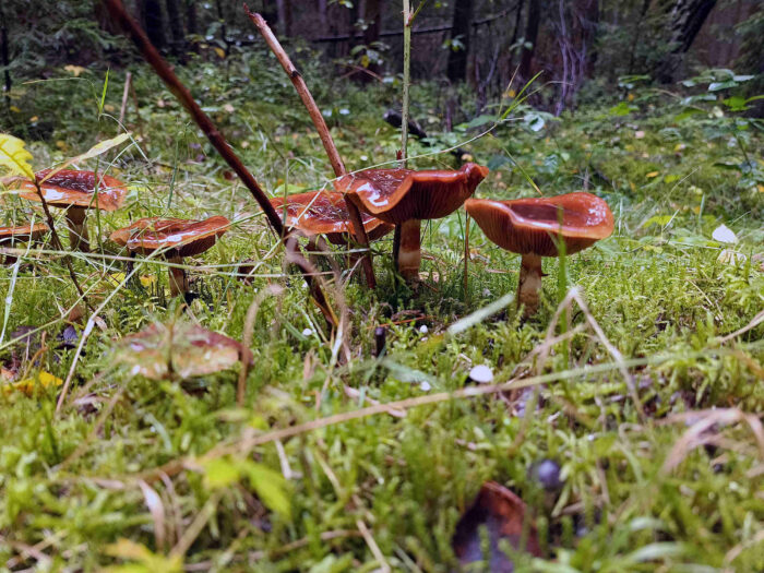 Cortinarius trivialis – Natternstieliger Schleimfuß, Gruppe am Wegrand in einem Fichtenwald bei Syrau