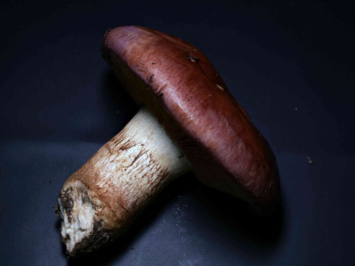 Cortinarius balteatocumatilis – Braunvioletter Schleierling, in der Fasern des ehemaligen Schleiers sieht man braunes Sporenpulver