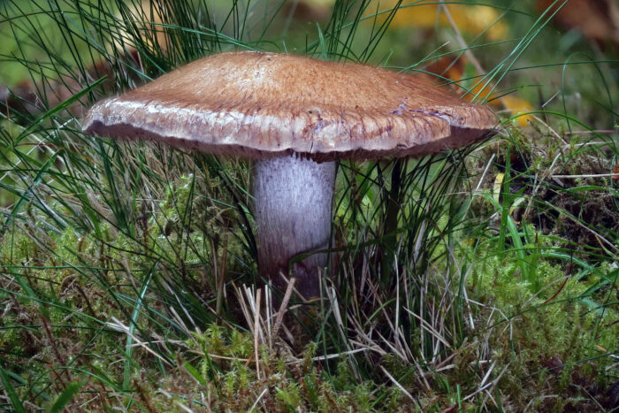 Cortinarius balteatocumatilis – Braunvioletter Schleierling, in der Seitensicht sieht man die hell violette Stielfarbe