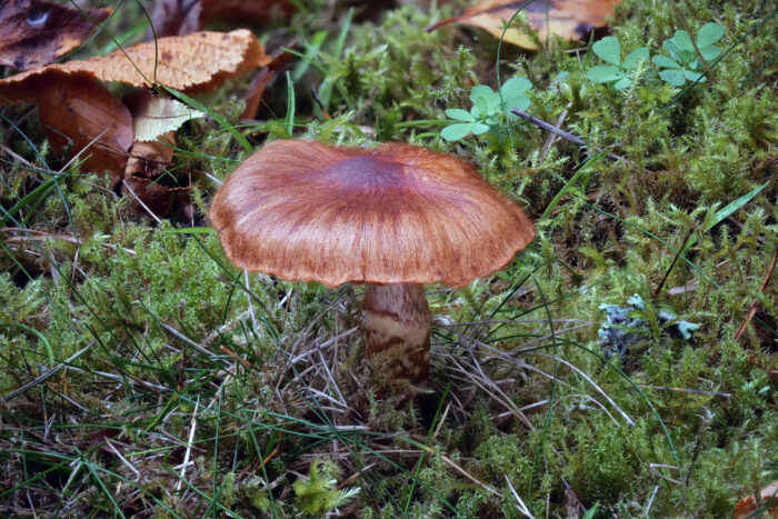 Cortinarius balteatocumatilis – Braunvioletter Schleierling, ausgewachsenes Exemplar