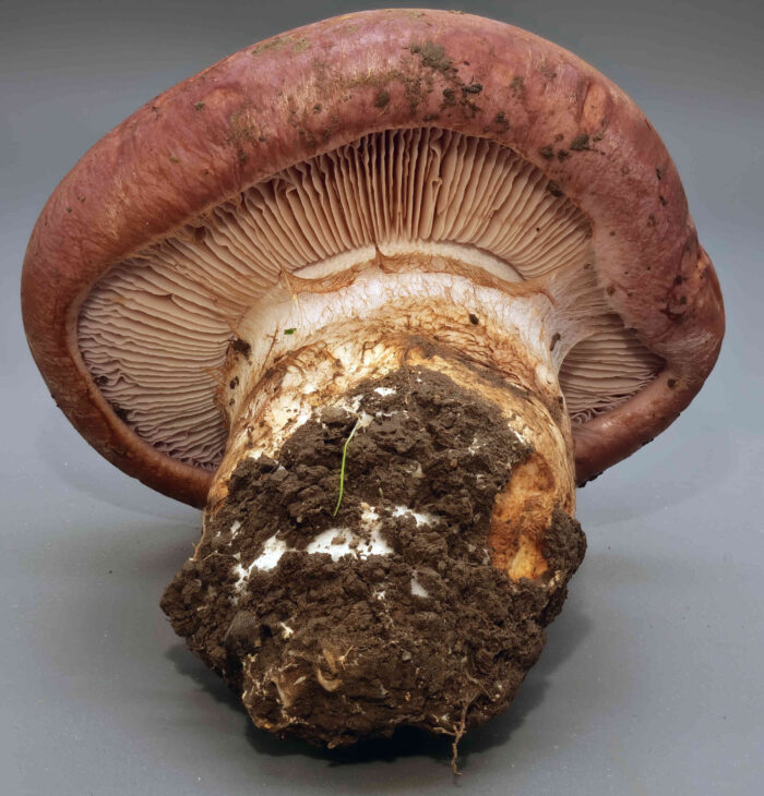 Cortinarius balteatocumatilis – Braunvioletter Schleierling, Blick in die Hutunterseite, braunes Sporenpulver am Stiel