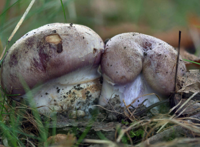 Cortinarius balteatocumatilis – Braunvioletter Schleierling, junge Fruchtkörper im Gras