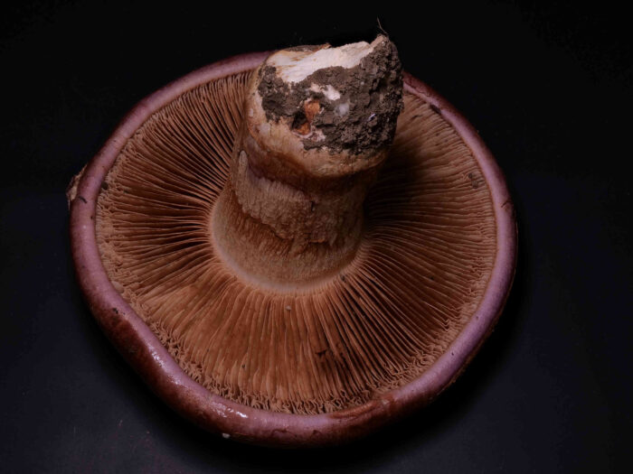 Cortinarius balteatocumatilis – Braunvioletter Schleierling, Blick in die Hutunterseite, braunes Sporenpulver am Stiel