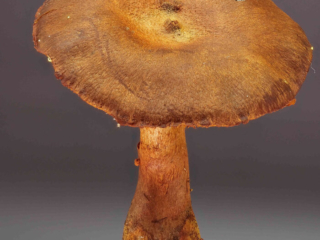 Cortinarius cinnamomeus &ndash; Zimtbgelber Hautkopf, die Hutmitte ist tiefer und besitzt mittig eine kleine Papille