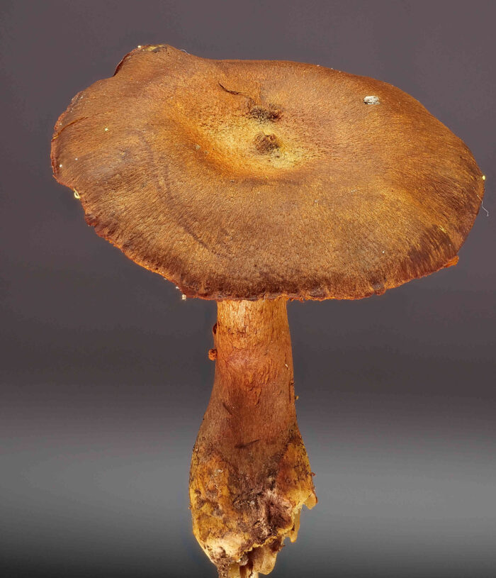 Cortinarius cinnamomeus – Zimtbgelber Hautkopf, die Hutmitte ist tiefer und besitzt mittig eine kleine Papille