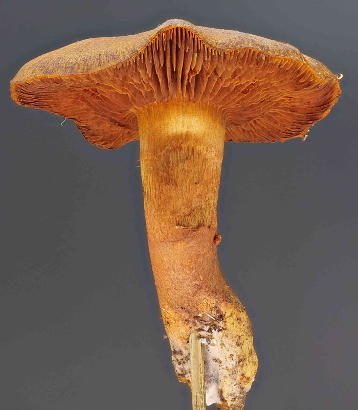 Cortinarius cinnamomeus – Zimtbgelber Hautkopf, zimtgelb ist der Hut und Stiel gefärbt