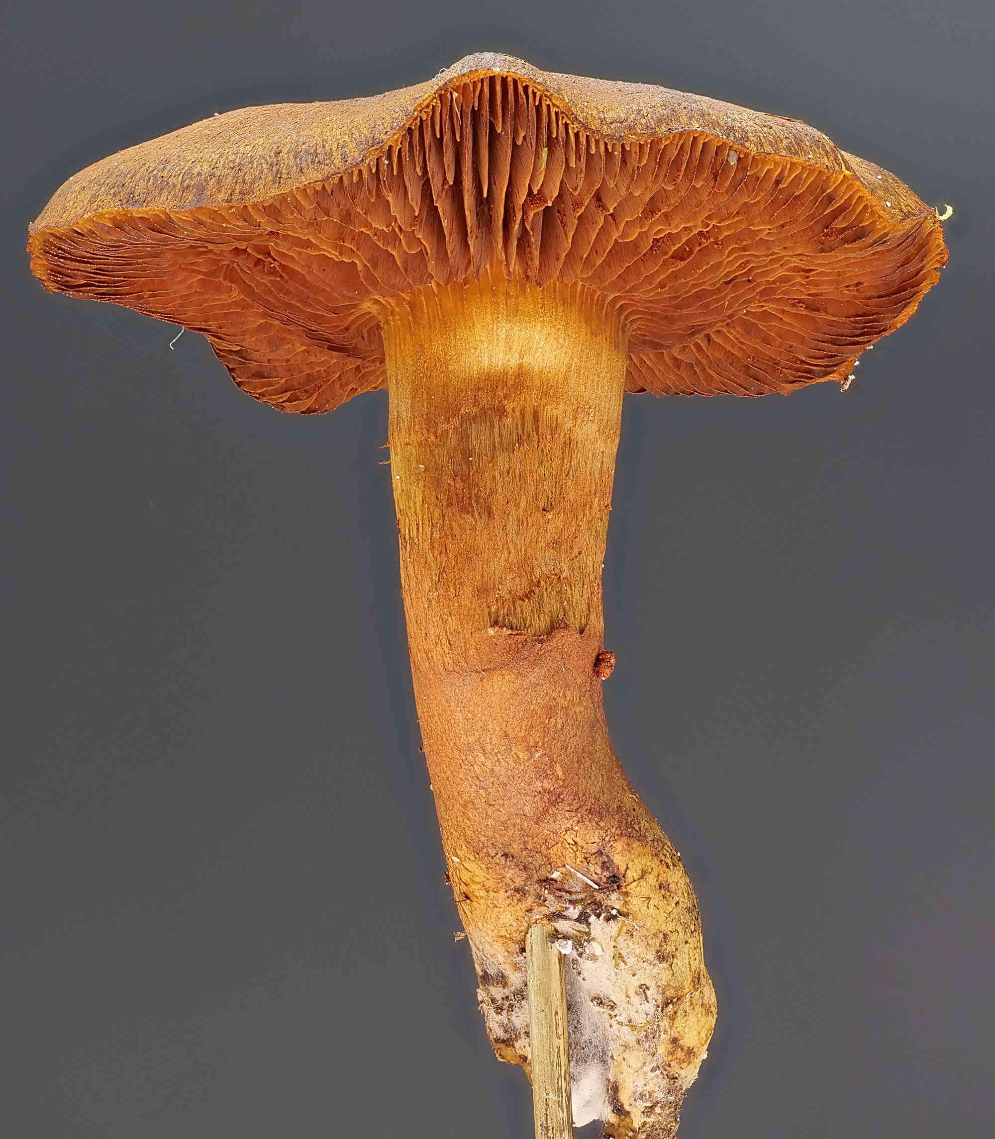 Cortinarius cinnamomeus – Zimtgelber Hautkopf