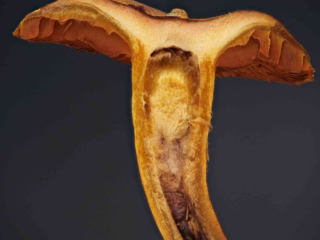 Cortinarius cinnamomeus &ndash; Zimtbgelber Hautkopf, der Stiel ist hohl