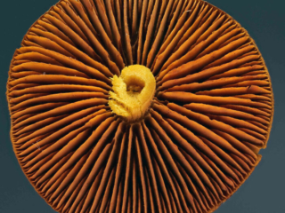 Cortinarius cinnamomeus &ndash; Zimtbgelber Hautkopf, Blick auf die weit stehenden, leicht gezahnten Lamellen