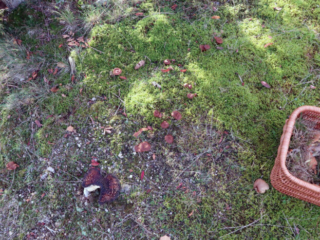 Cortinarius cinnamomeus &ndash; Zimtbgelber Hautkopf, Fundort auf einer Magerwiese mit einigen Blaufichten