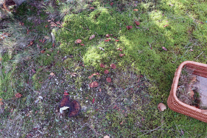 Cortinarius cinnamomeus – Zimtbgelber Hautkopf, Fundort auf einer Magerwiese mit einigen Blaufichten