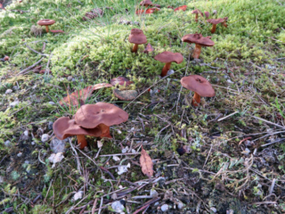 Cortinarius cinnamomeus &ndash; Zimtbgelber Hautkopf, Gruppe &auml;lterer Pilze, teils mit deformierten H&uuml;ten